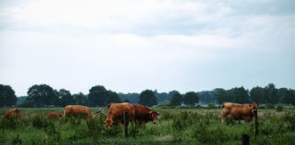 Gdzie dokonać zakupu cielaków mięsnych
