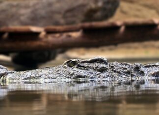 Na czym polega trzecia zasada dynamiki? Na czym polega trzecia zasada dynamiki?
