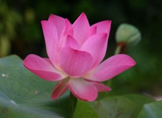 Co to znaczy po angielsku y?