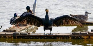 Ile wynosi rata kredytu 500 tys?